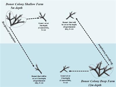 Uncovering the link between environmental factors and coral immunity: A study of fluorescent protein expression and phenoloxidase activity in Acropora cervicornis